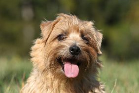 A close-up of a smiling Norfolk Terrier.