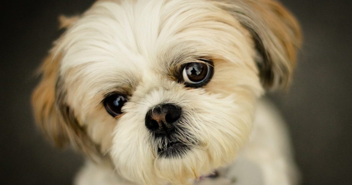Cute dog (Shih Tzu) with big eyes pleading for attention.