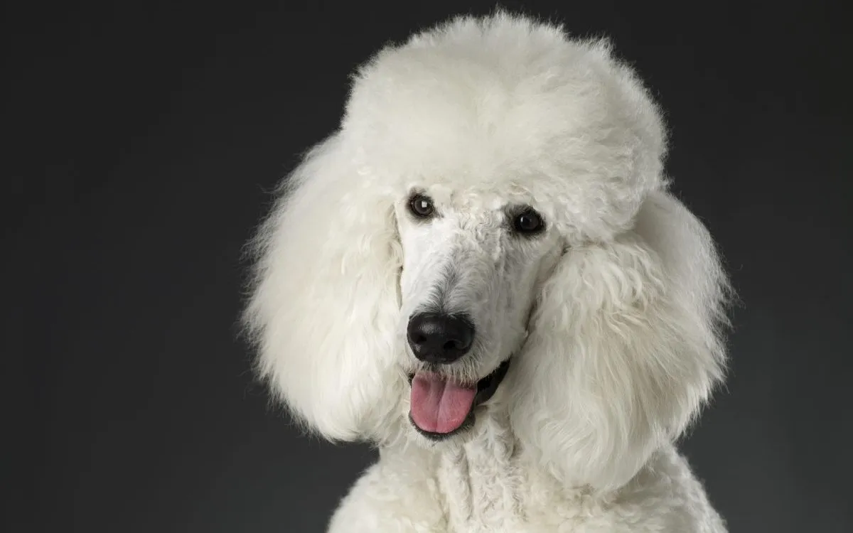 Poodle Dog Breed Information Characteristics