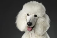White poodle dog close-up.
