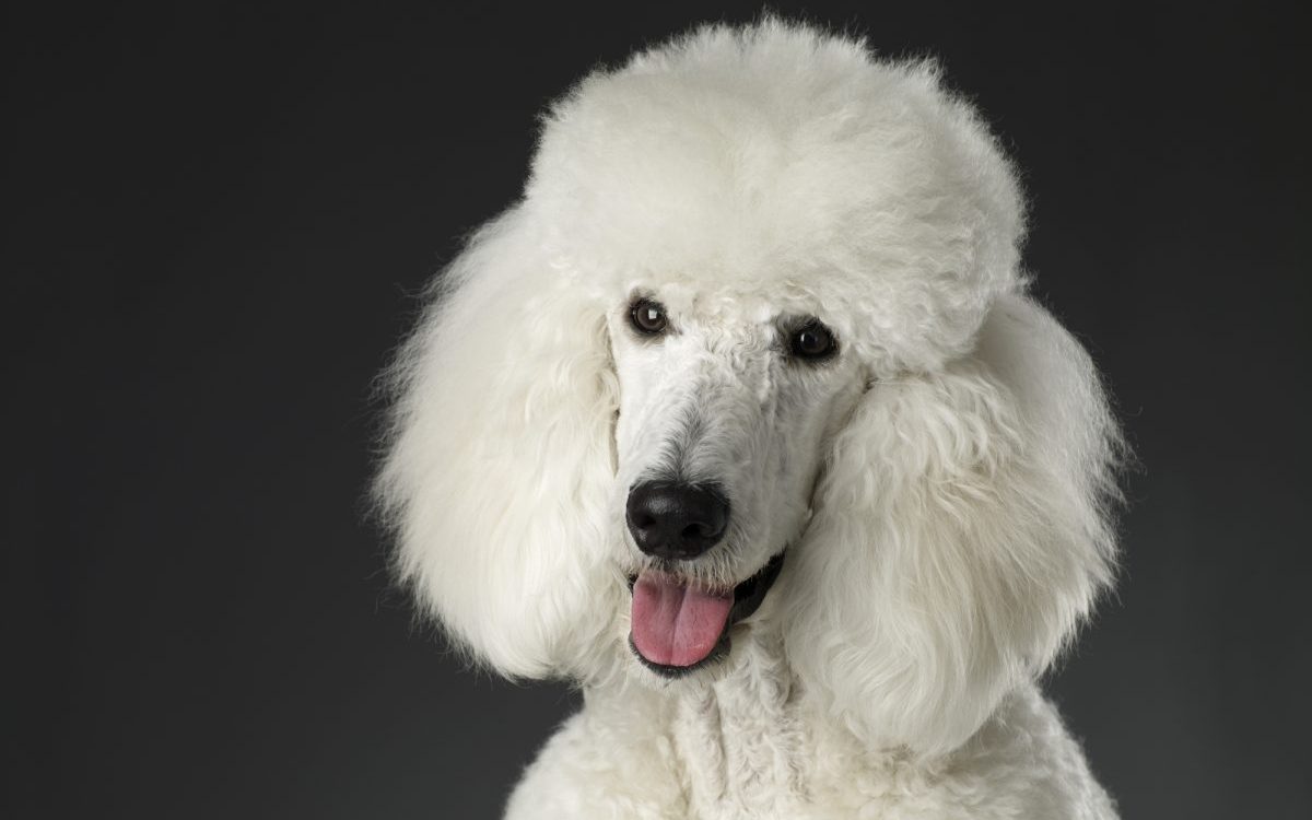 what can cause toy poodles to have intense bad breath