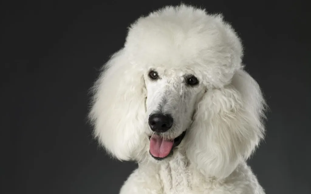 White poodle dog close-up.