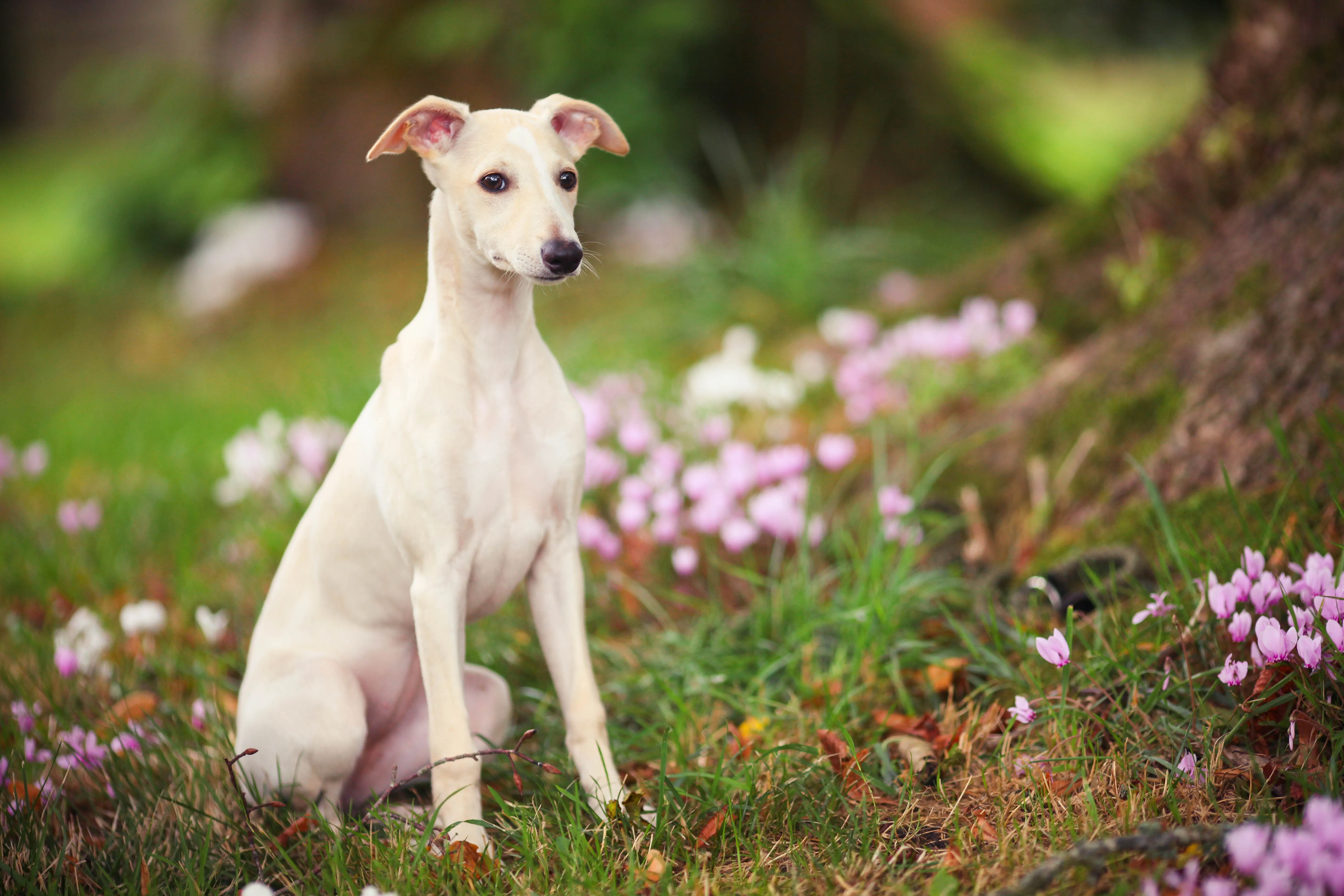 Miniature store whippet dog