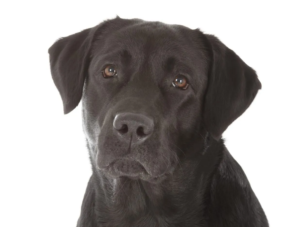 black labrador retriever puppy