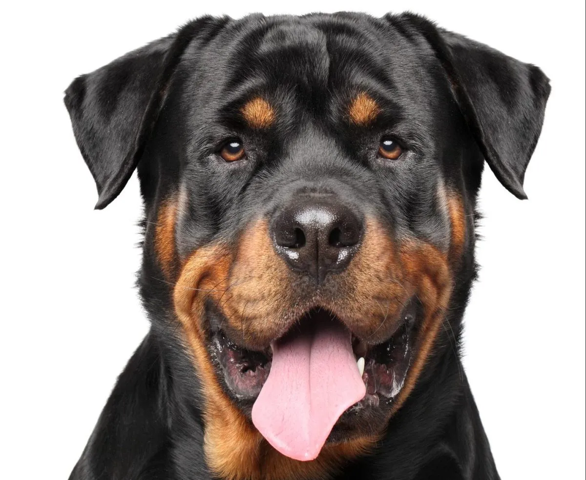 Dog And Grill Chut Vidio - Rottweiler Dog Breed Information & Characteristics