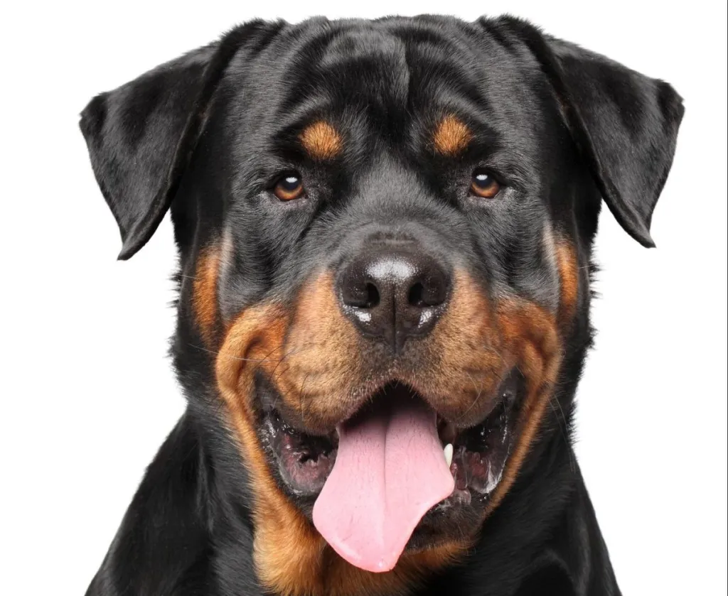 mean rottweiler