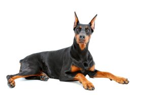 Doberman pinscher lying with important look on isolated white background.