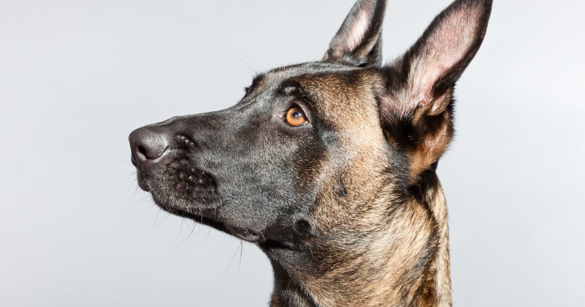 Belgian Malinois. Belgian Shepherd Dog. Studio shot against grey background. Great nose for explosive and narcotics detection. Tracking of human suspects. Police work. K9.