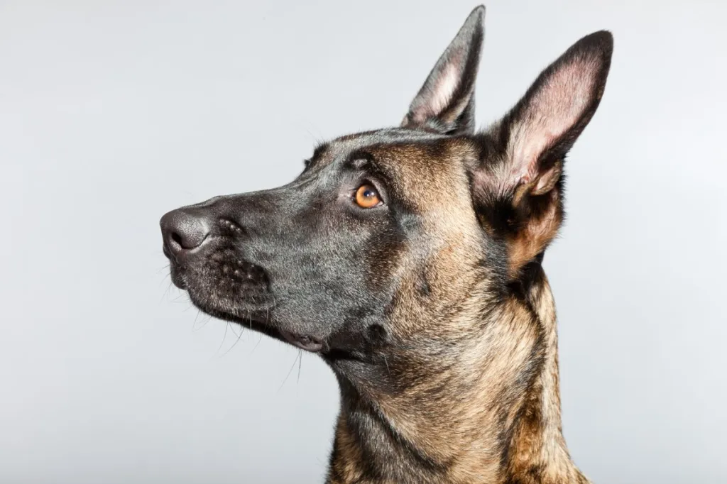 Belgian Malinois. Belgian Shepherd Dog. Studio shot against grey background. Great nose for explosive and narcotics detection. Tracking of human suspects. Police work. K9.