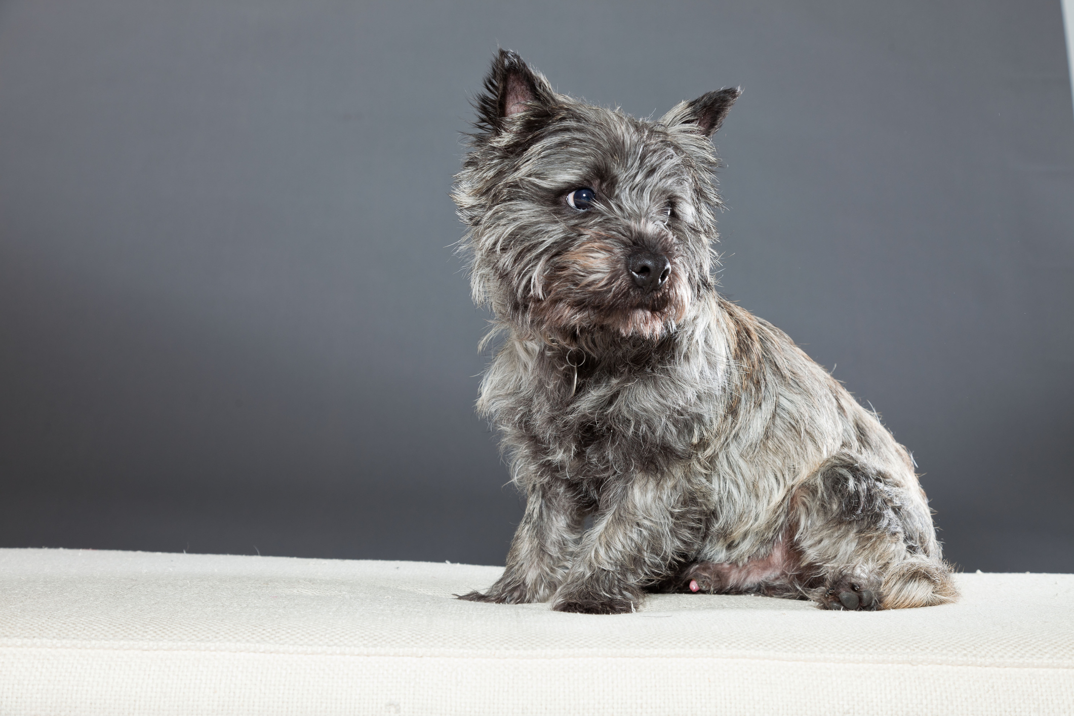 Cairn Terrier Dog Breed Information & Characteristics