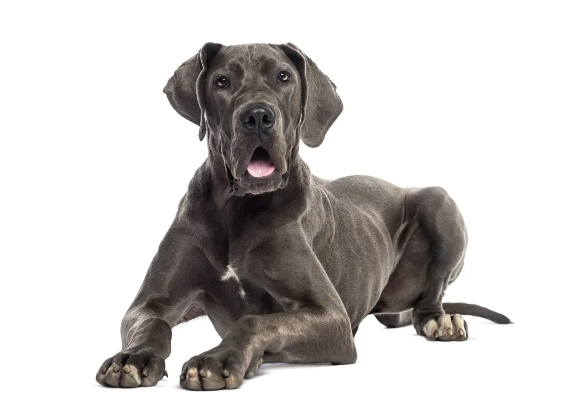 Great Dane Dog Breed Information & Characteristics
