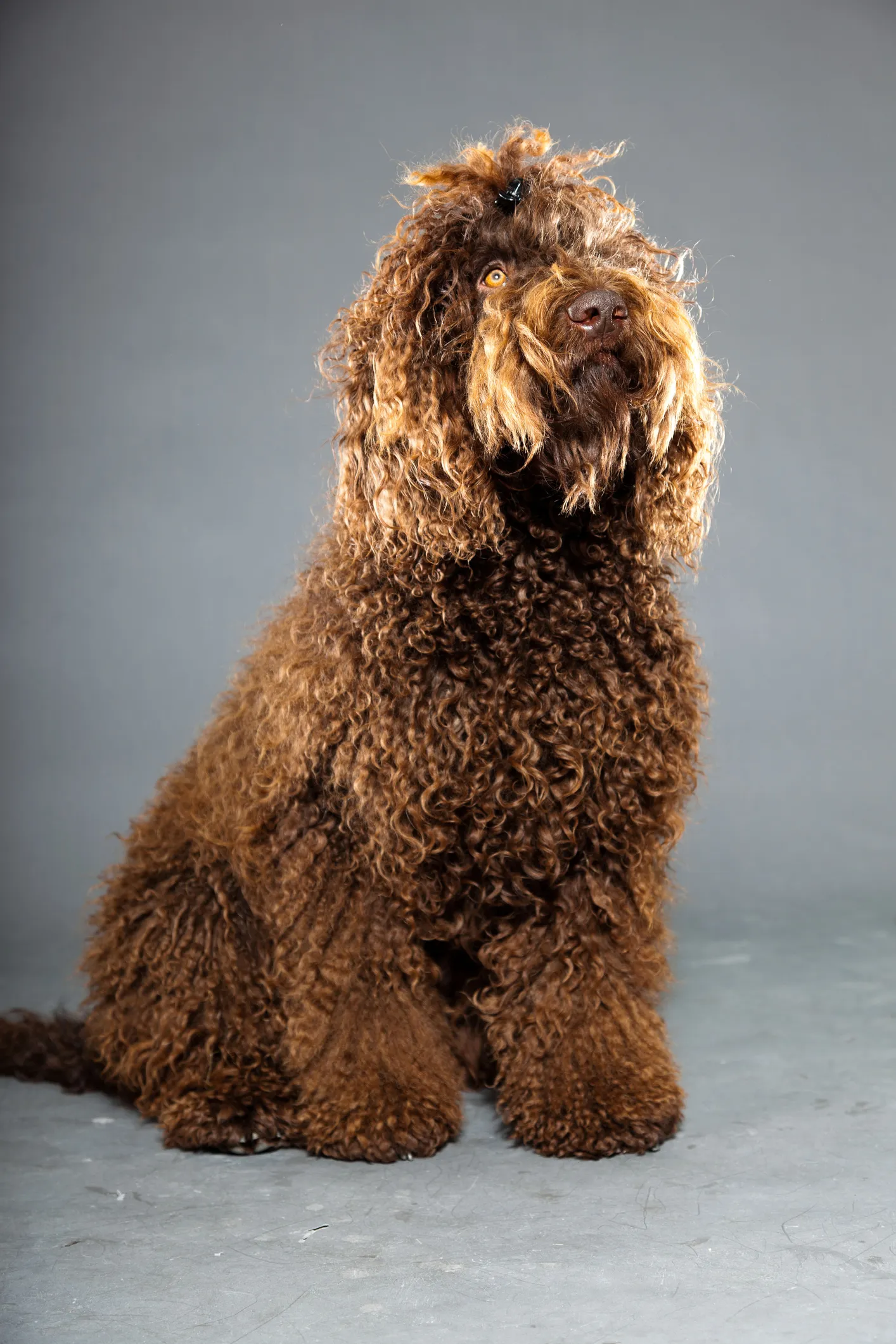 Barbet poodle sales