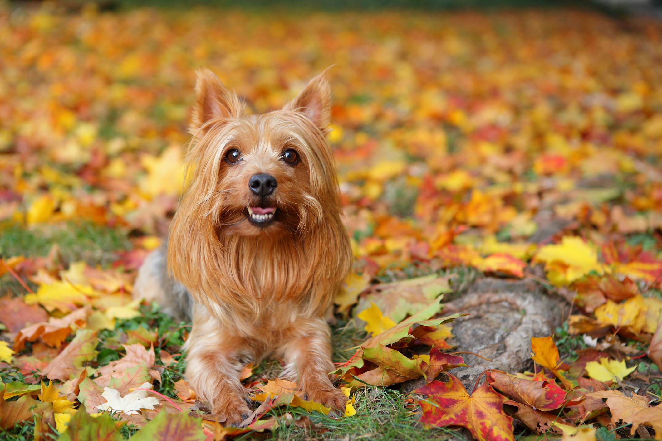 Silky Terrier Dog Breed Information & Characteristics