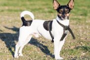 Black and White Rat Terrier with Upright Ears Standing on Grass