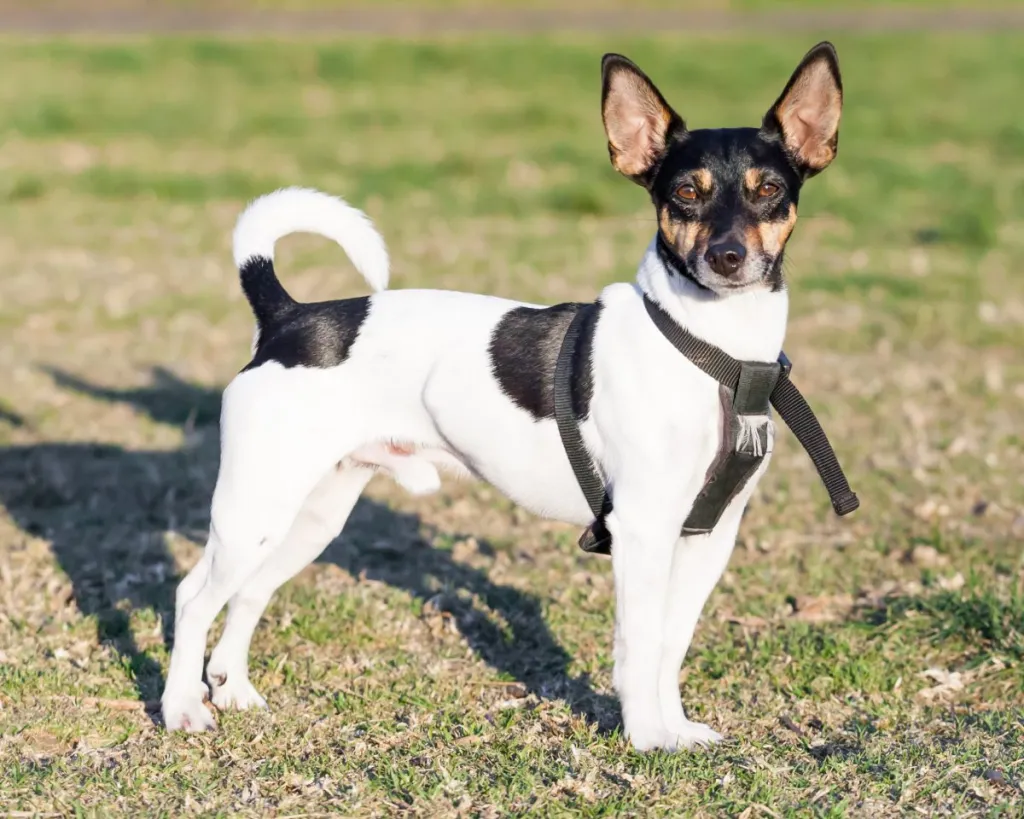 Black and White Rat Terrier with Upright Ears Standing on Grass