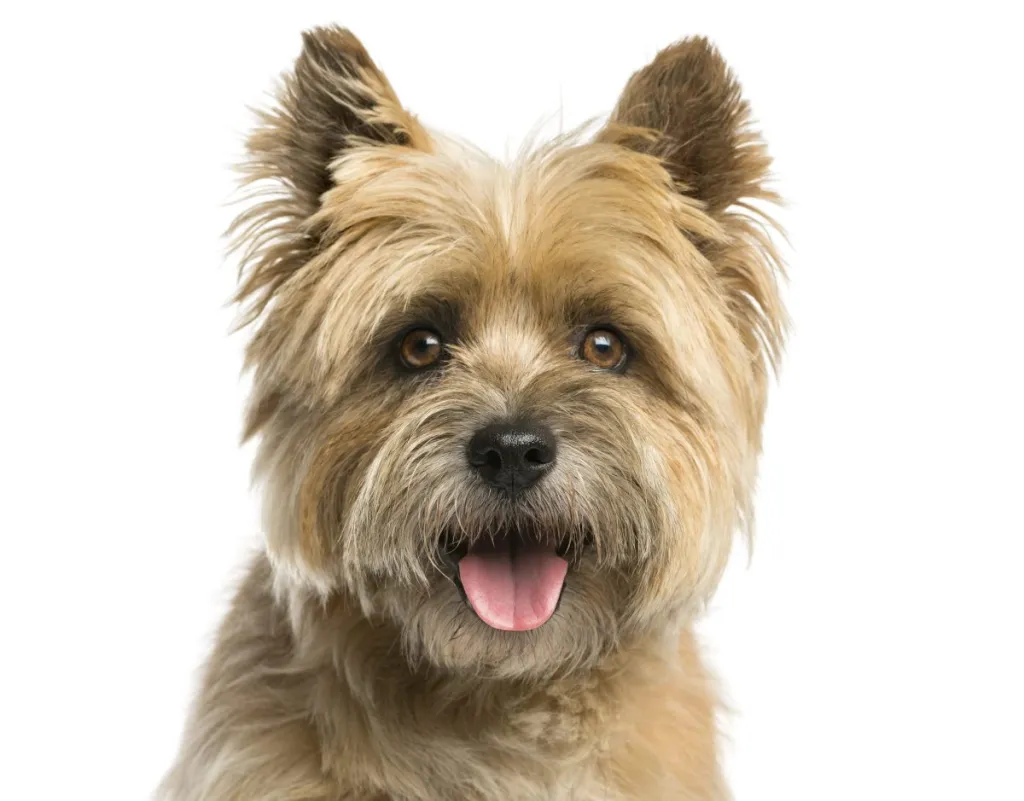 Close-up of a Cairn terrier in front of a white background