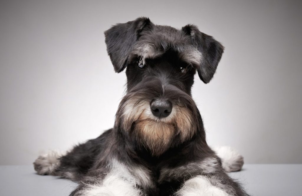 Learn all about the Miniature Schnauzer Dog Breed