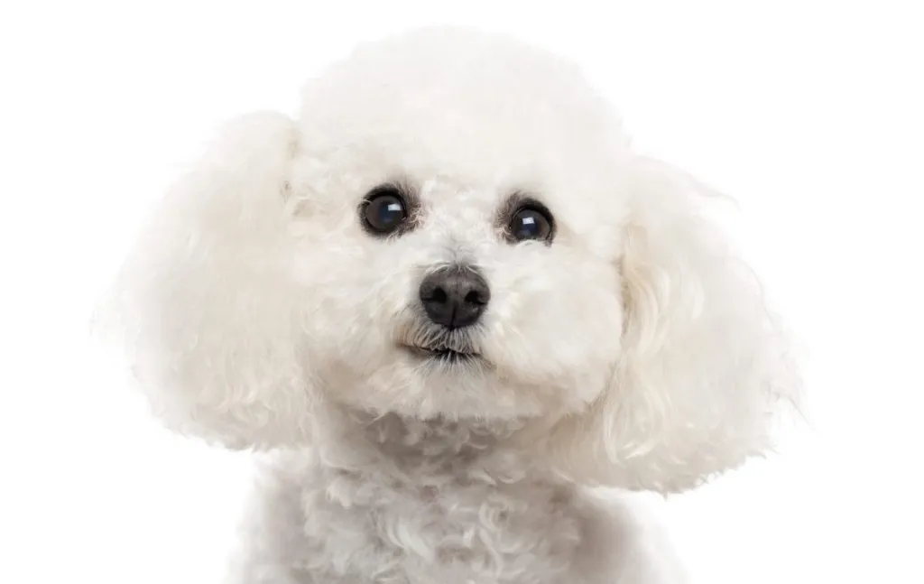 Close up of a Bichon Frise looking at the camera