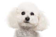 Close up of a Bichon Frise looking at the camera