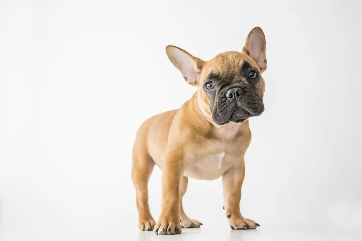 French Bulldog Dog Breed Information & Characteristics