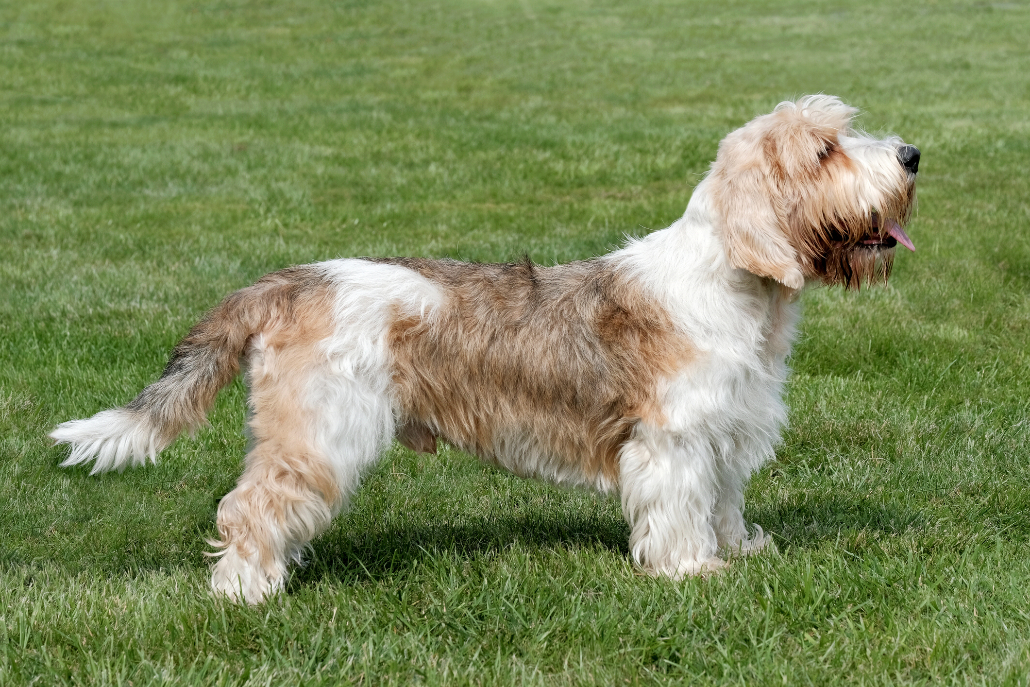 Petit Basset Griffon Vendeen Breed Information & Characteristics