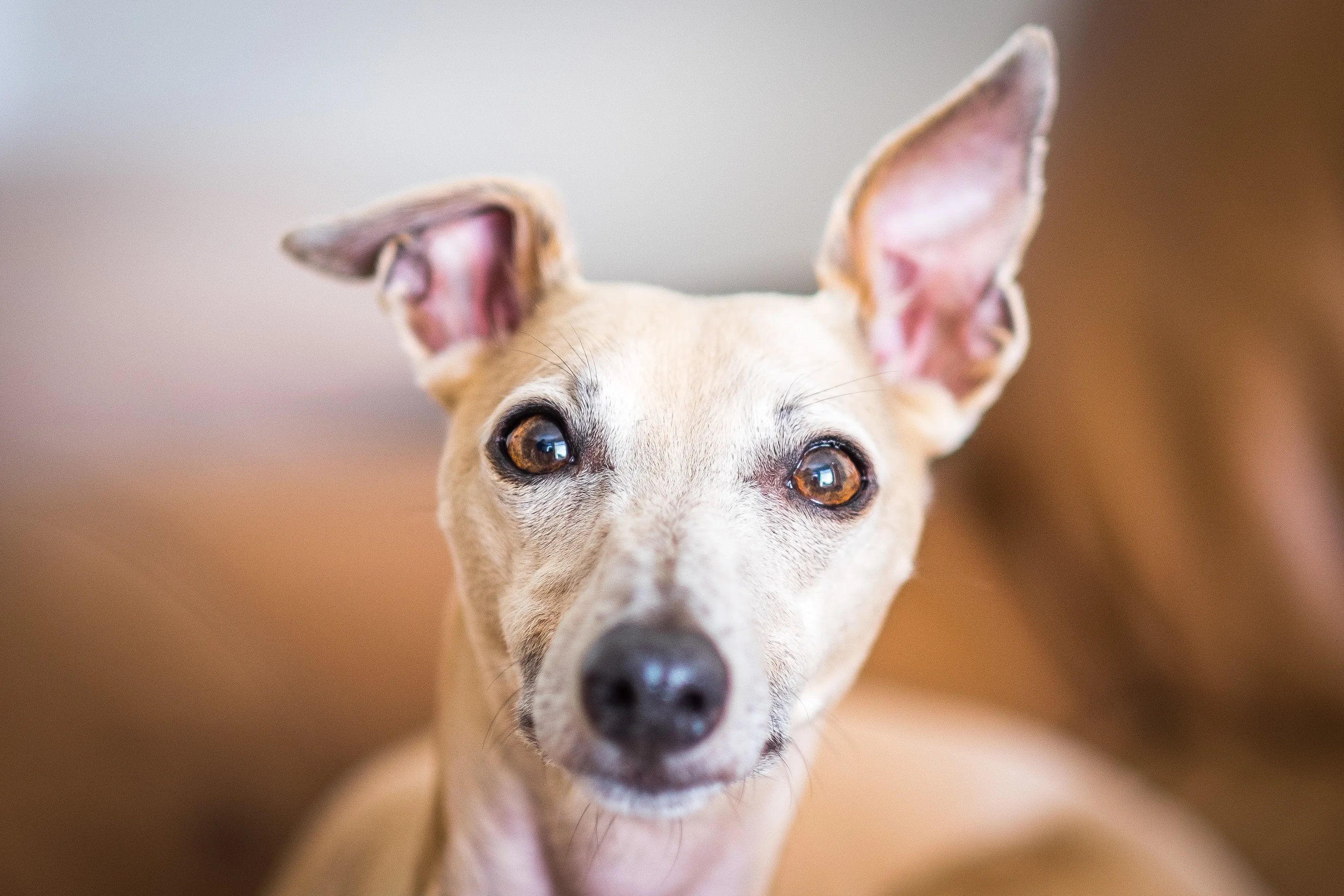 Whippet Size and Weight: Unraveling the Charms of this Graceful Breed ...