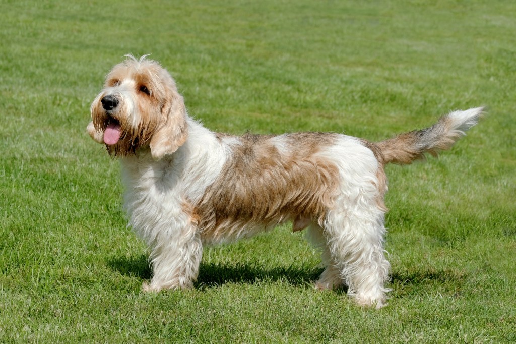 A full body profile of a Petit Basset Griffon Vendéen standing in the grass. 