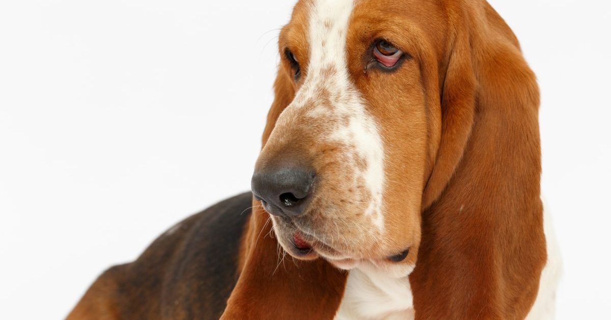 Dog, basset hound portrait on the white background, isolated