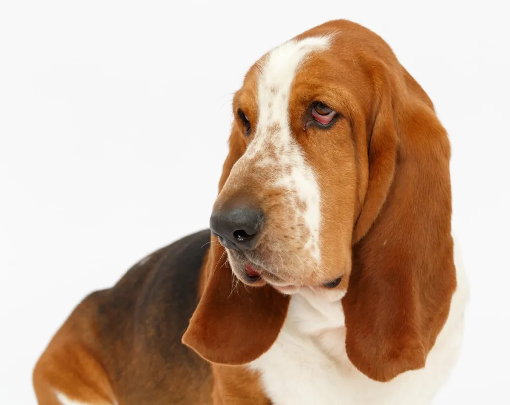 Dog, basset hound portrait on the white background, isolated