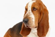 Dog, basset hound portrait on the white background, isolated