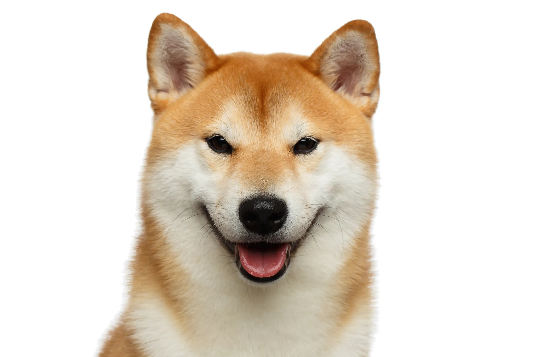 Dogs like a shiba hot sale inu