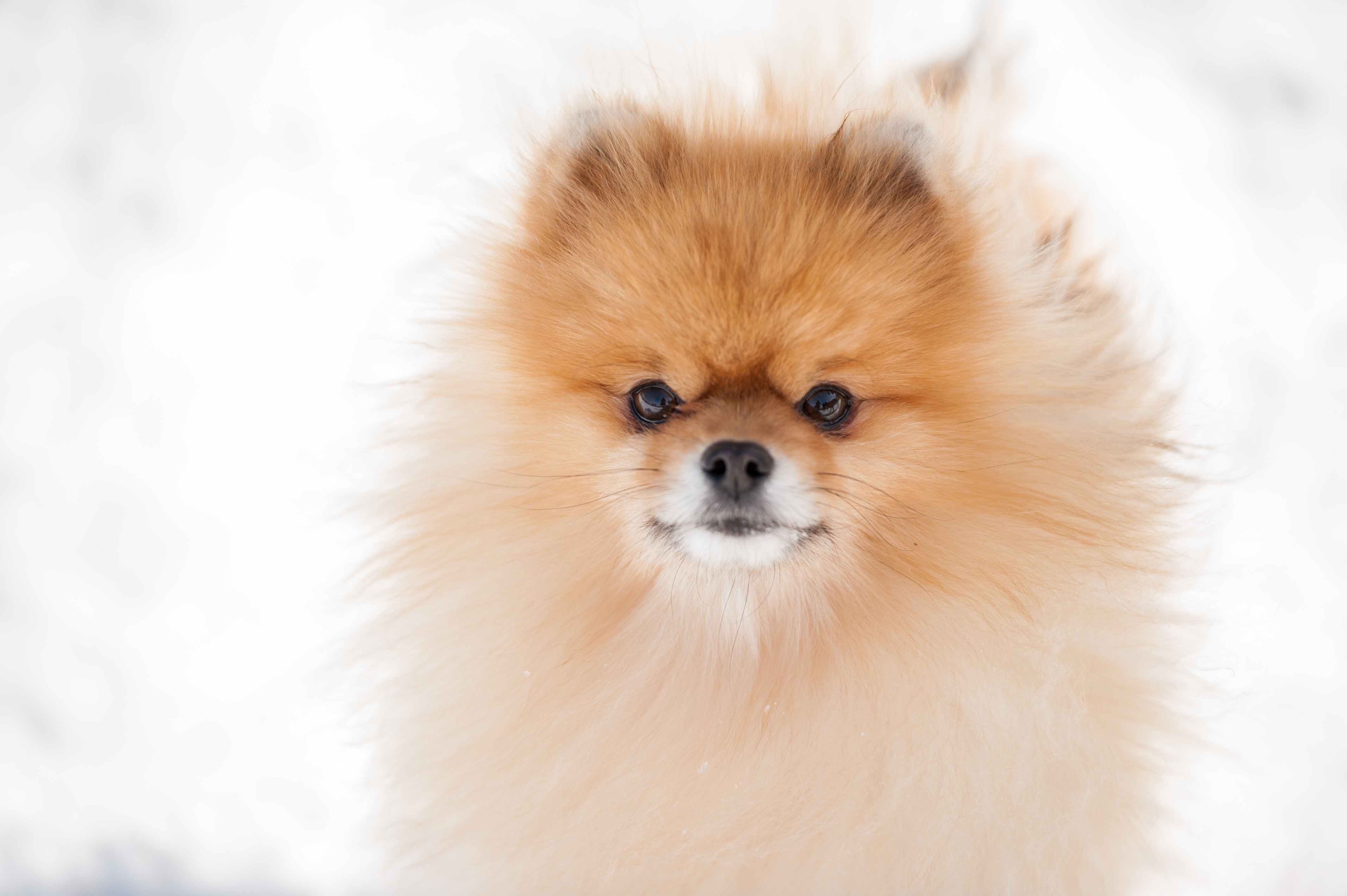 Pomeranian 2024 double coat