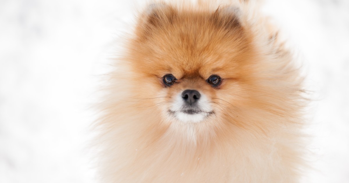 Boo The Pomeranian, Known As 'The World's Cutest Dog', Passed Away Aged 12