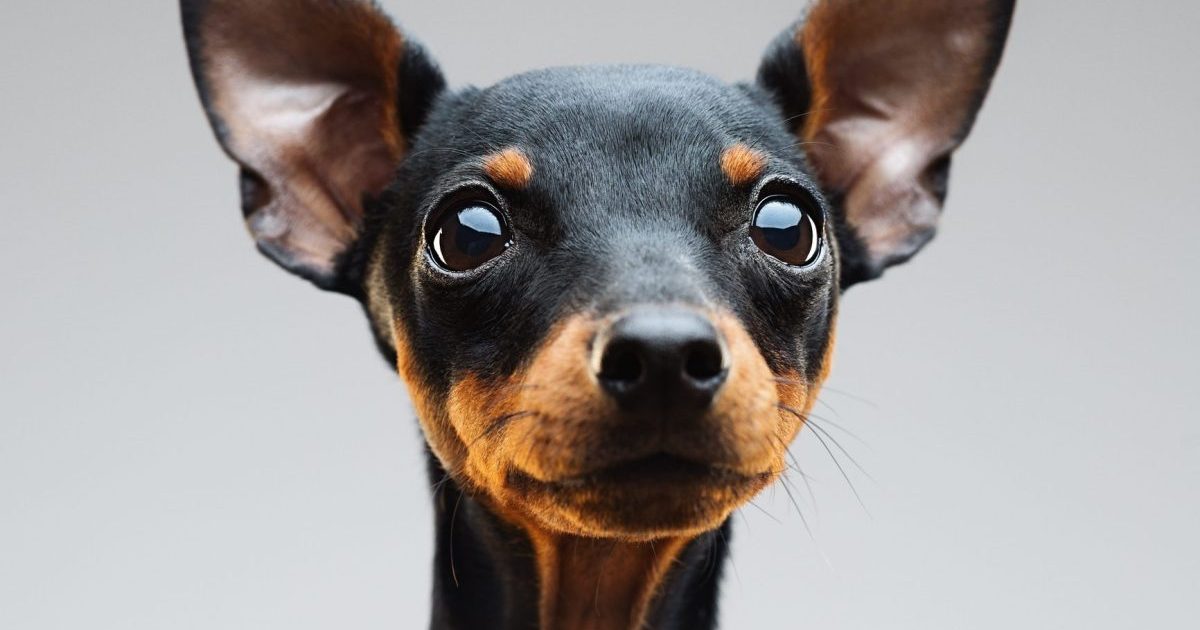 Miniature pinscher dog portrait