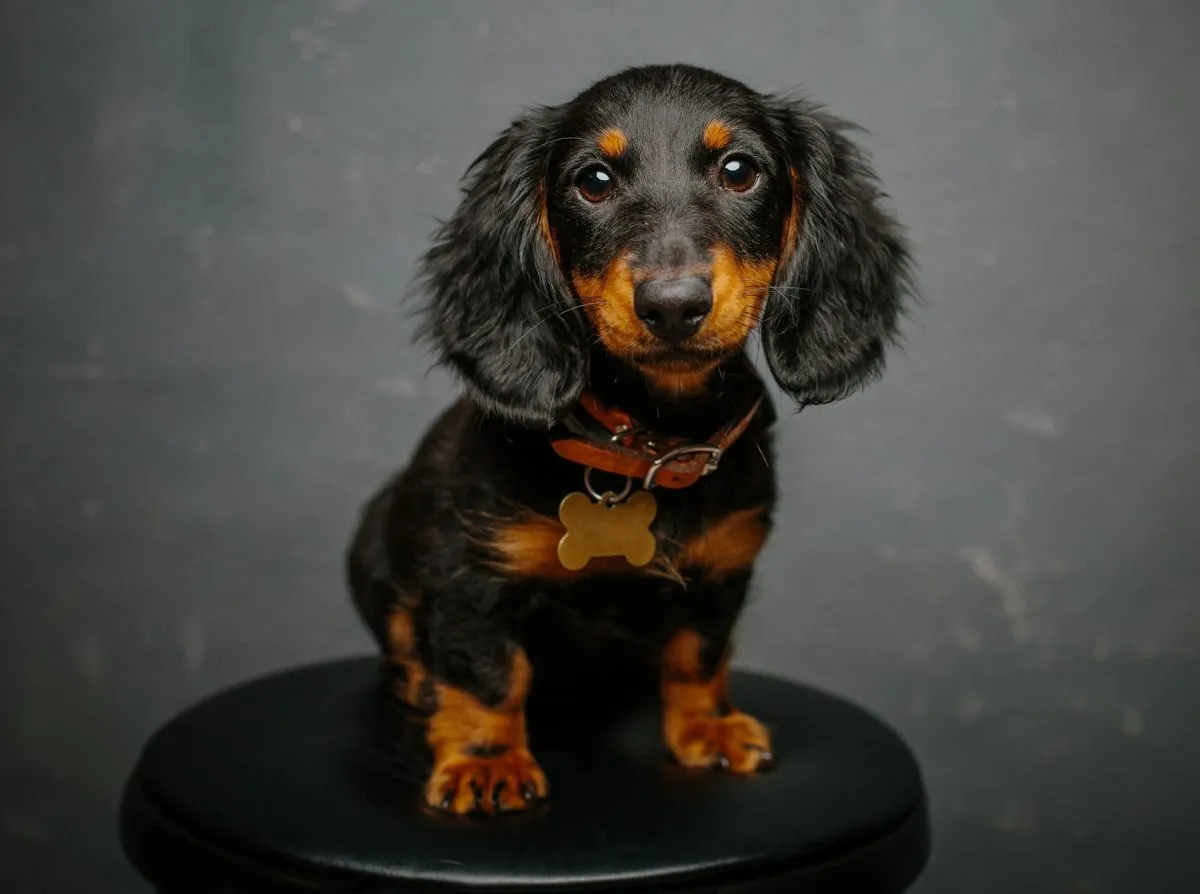 Fluffy store miniature dachshund