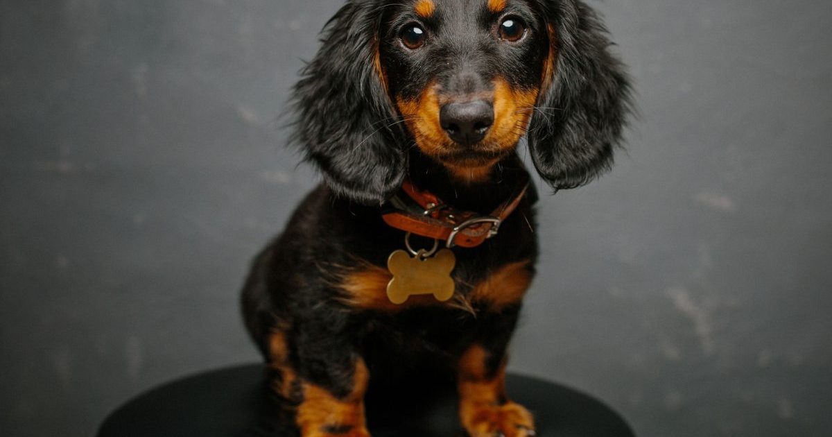 Studio photo of dachshund puppy.