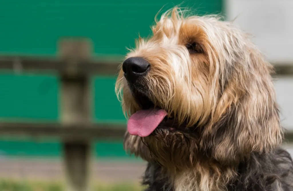 Portrait of an Otterhound looking to the left with mouth open and tongue sticking out.