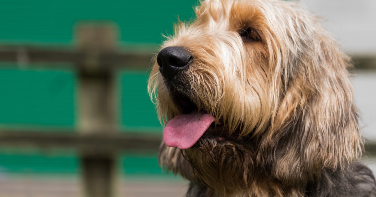 dogtime.com/dog-breeds/o...