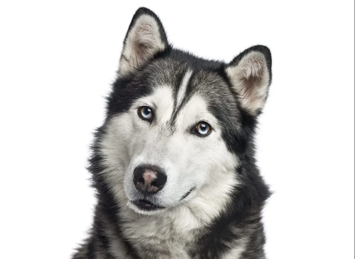 Siberian Husky Dog Breed Information & Characteristics