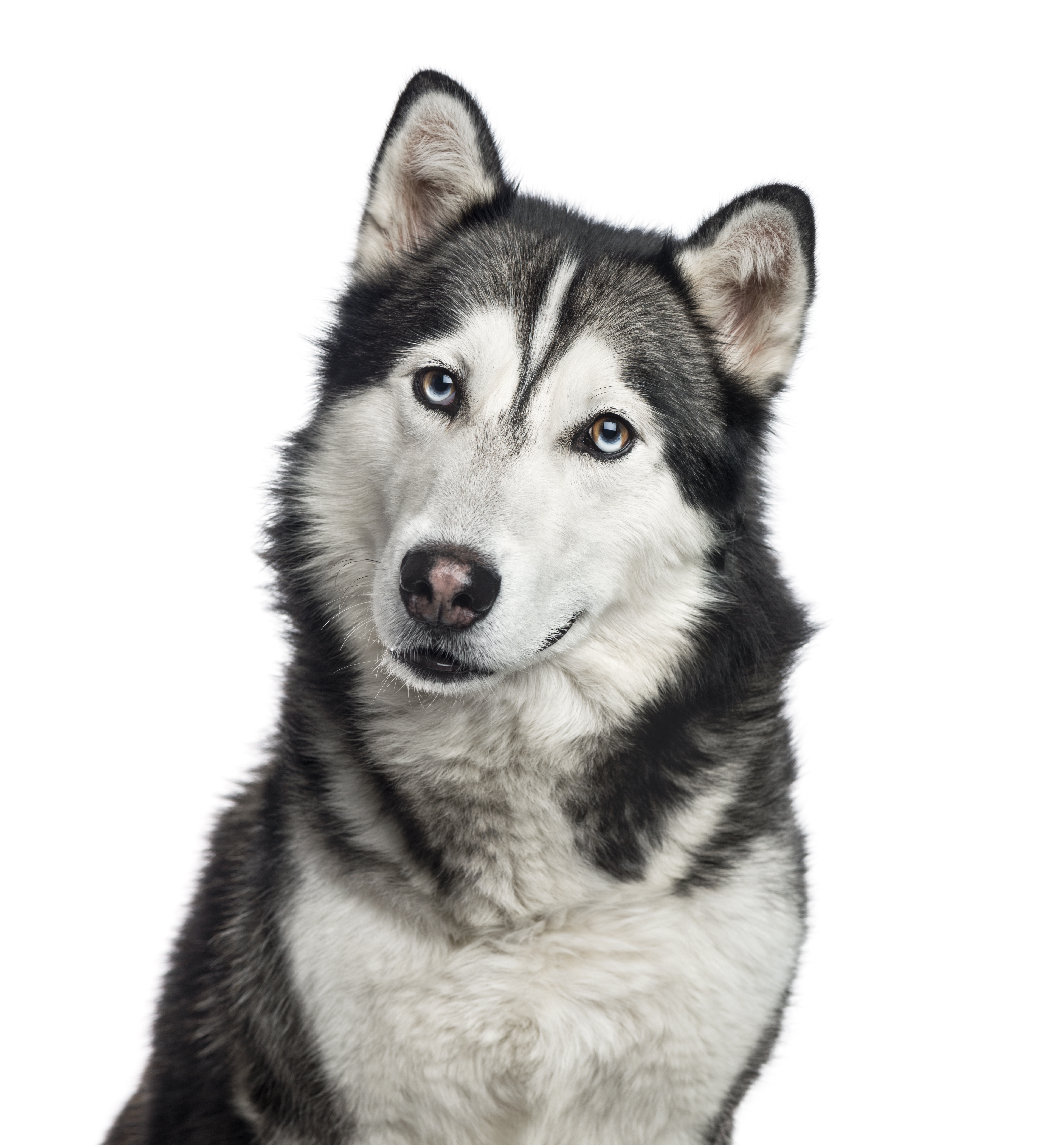 Siberian Husky Dog Breed Information & Characteristics