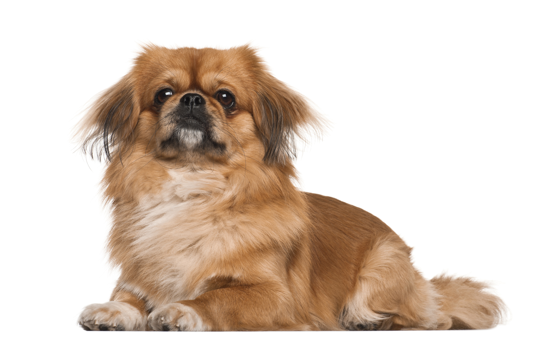 brown pekingese