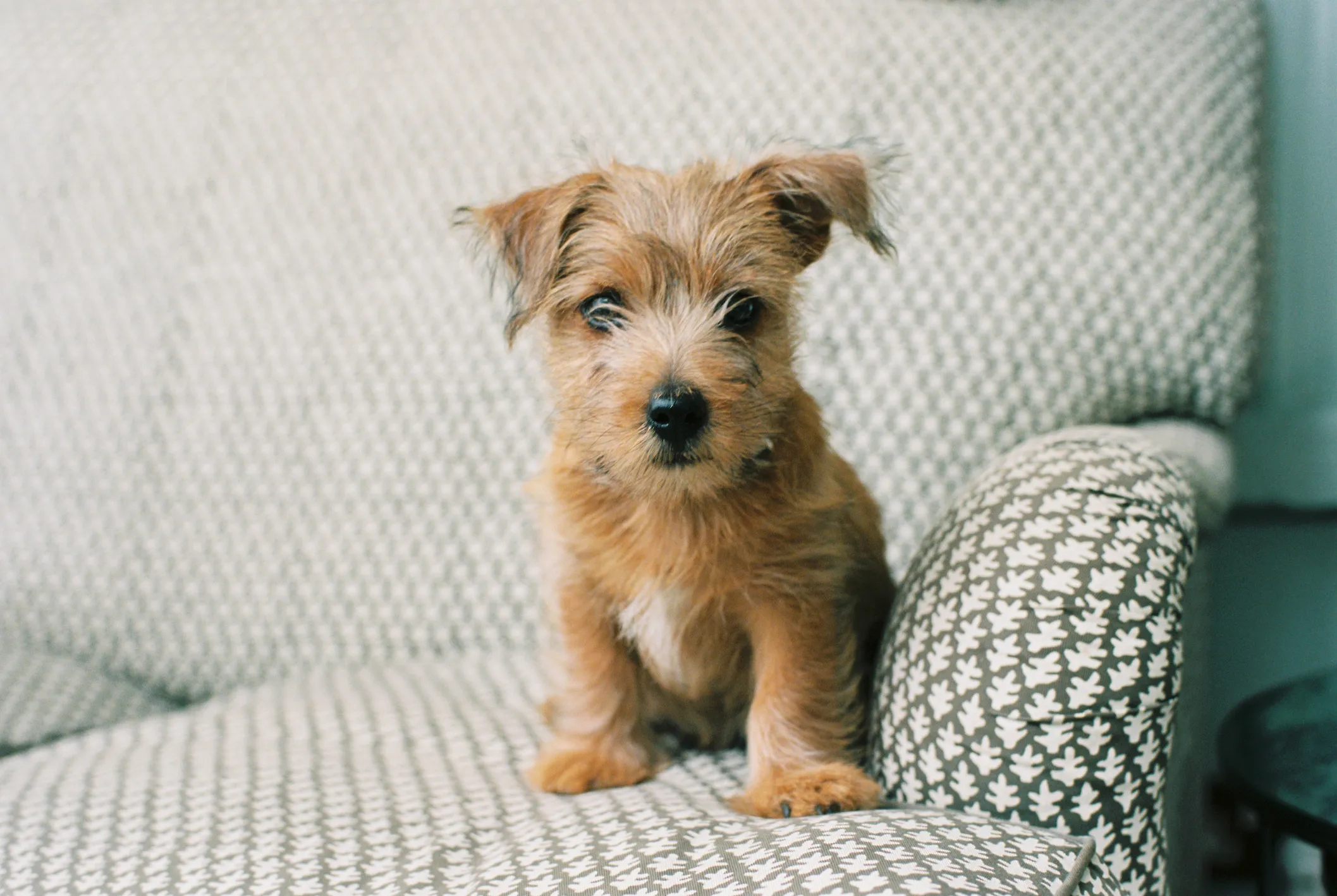 Black and tan norfolk deals terrier puppies for sale