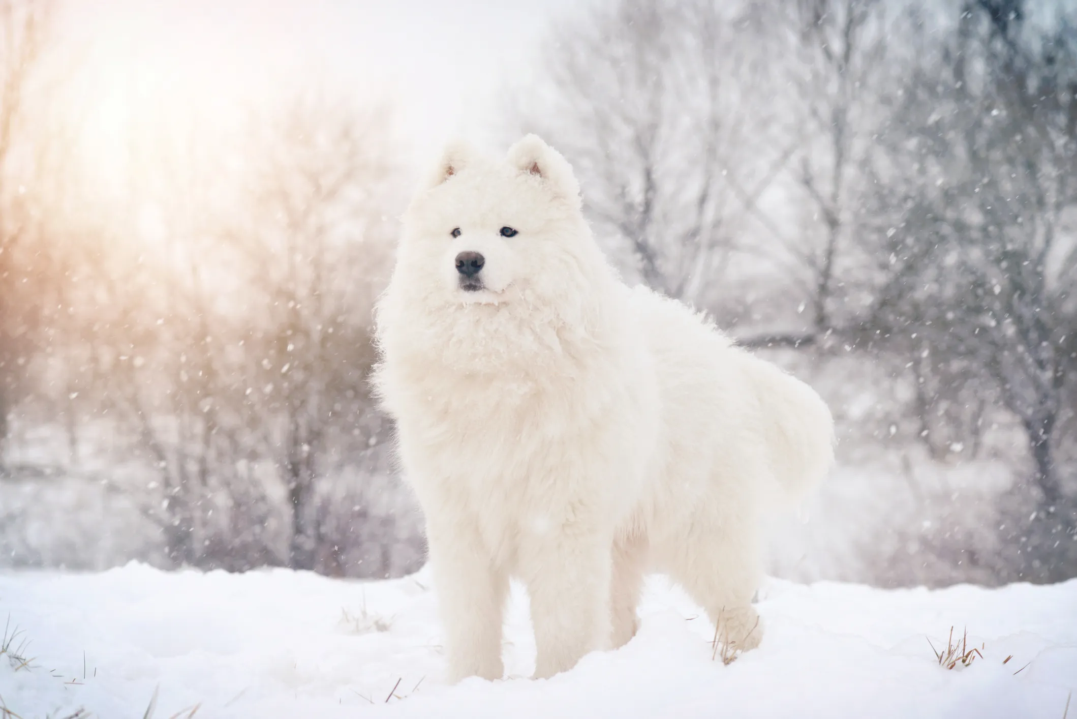 Samoyed Dog Breed Information & Characteristics