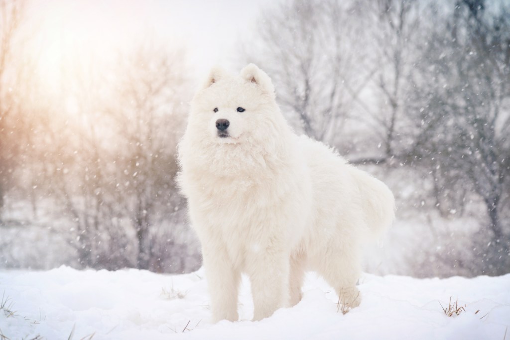 The Samoyed, a big white fluffy dog, standing alert on a winters day in the snow.
