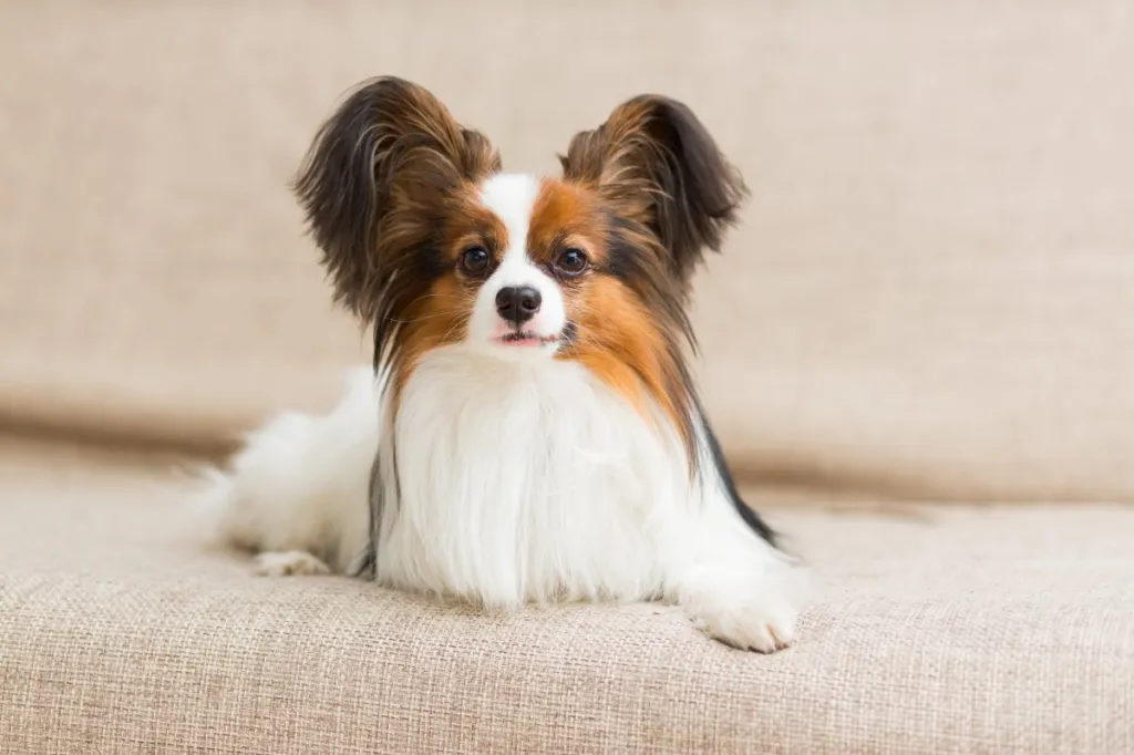 Adult Papillon laying down.