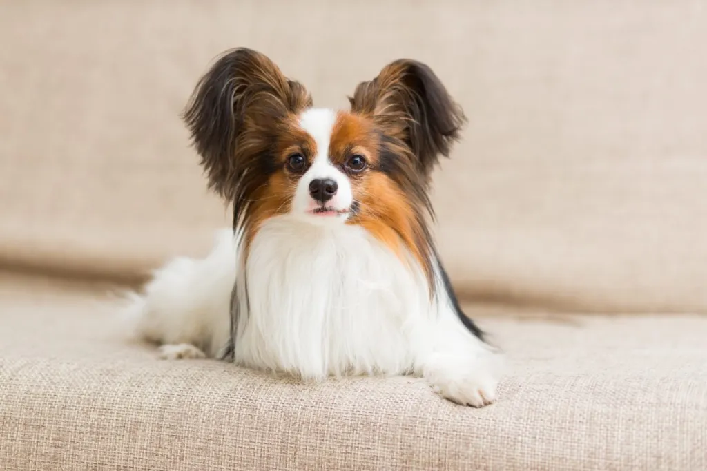 Papillon puppies for rehoming near me