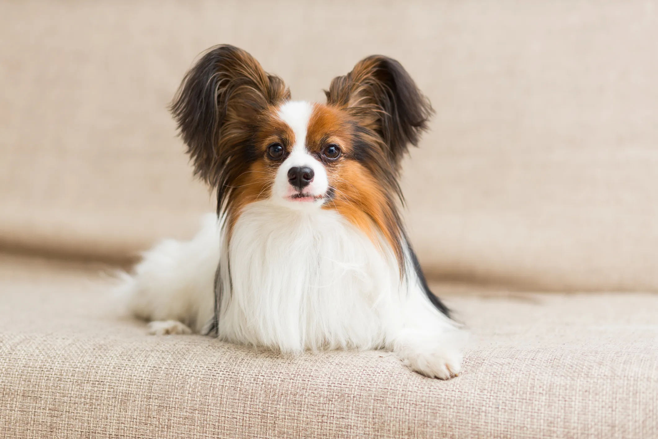 Papillon hot sale mix breeds