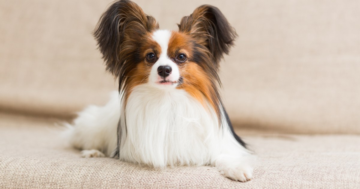 4 Fun Characteristics of the Papillon Dog Breed – American Kennel Club