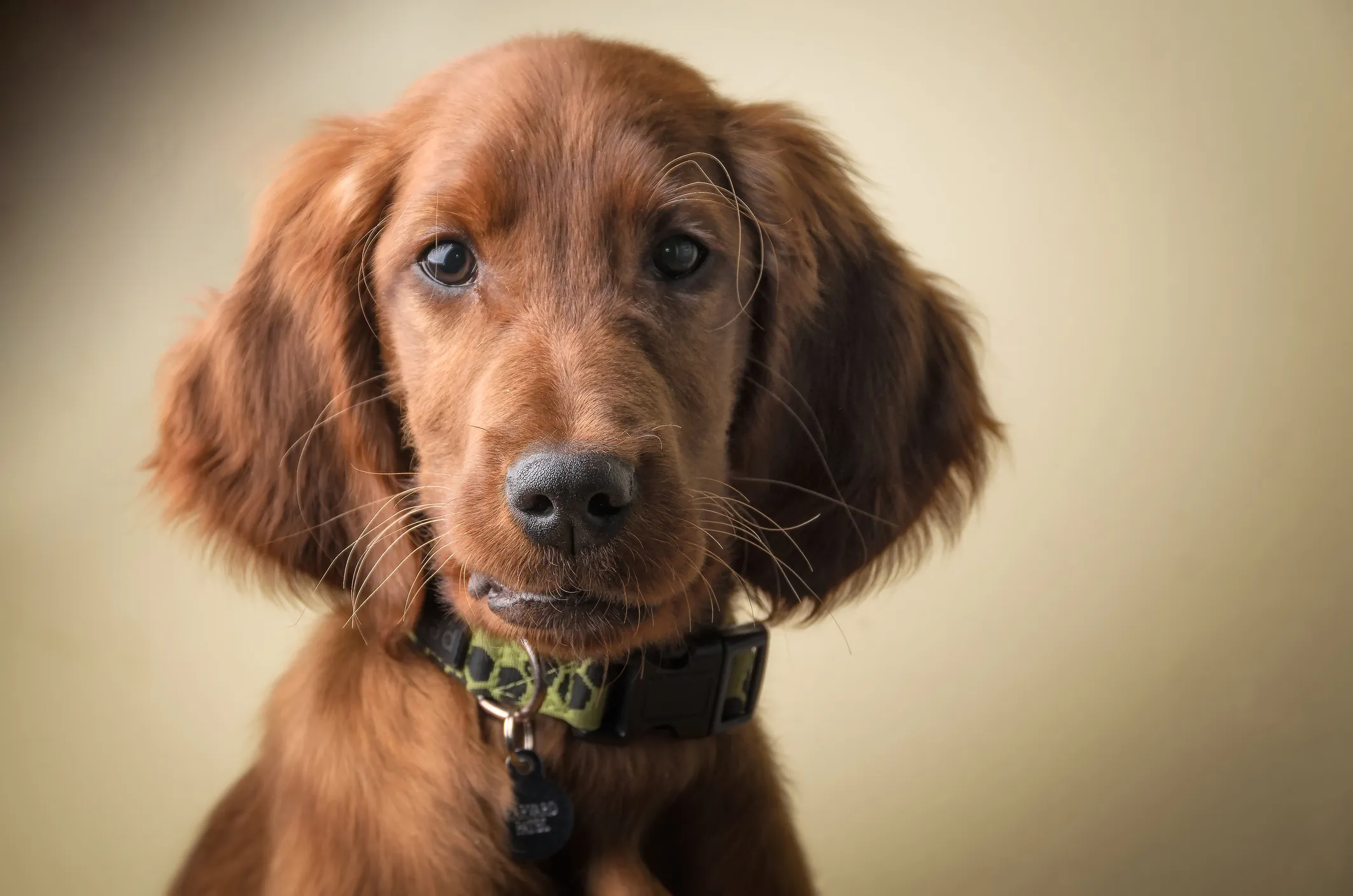 Kennel club irish setter clearance puppies