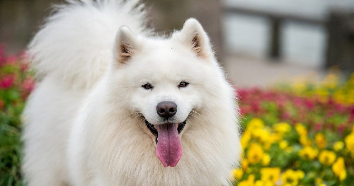 Samoyed smiling in some flowers.